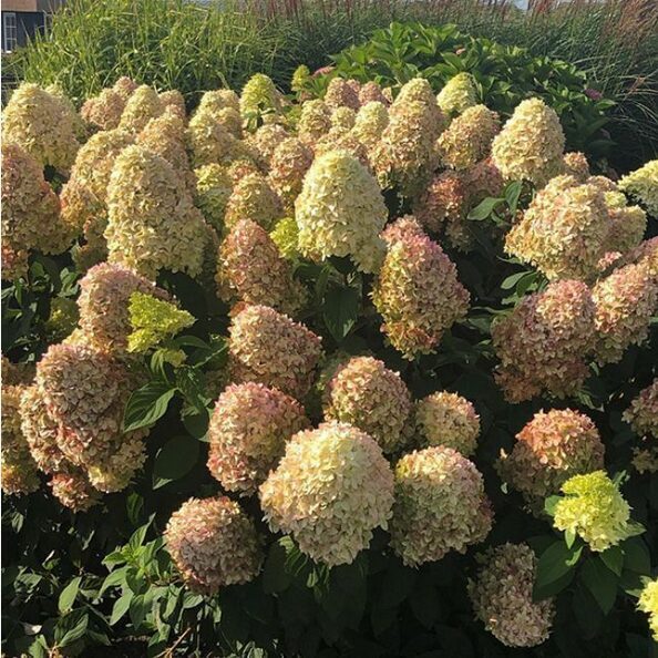 HORTENZIJA ŠLUOTELINĖ 'MAGICAL ANDES' C5